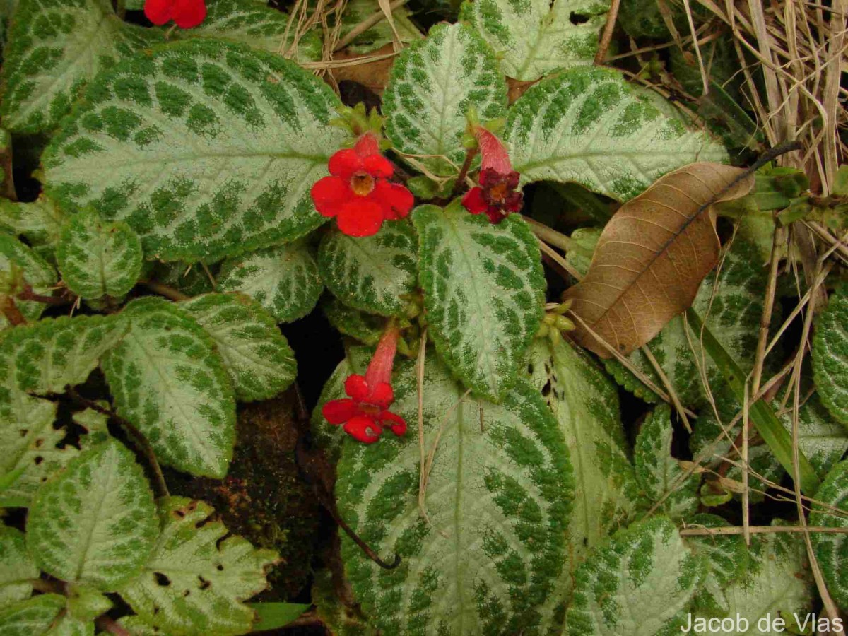 Episcia reptans Mart.